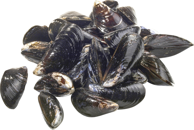 Frische Miesmuscheln