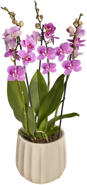 Nur in Märkten mit Blumenabteilung: Phalaenopsis-Orchidee 