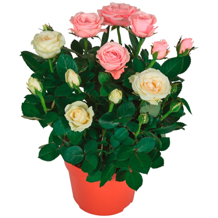 Topfrose Duo „Dolc Amore“