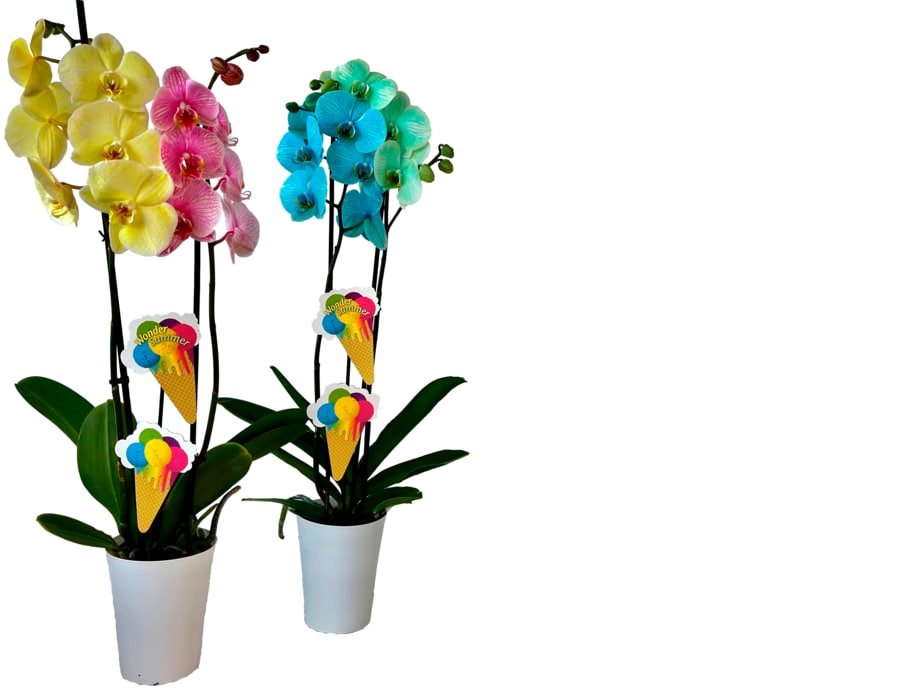 Orchideen „Happy Summer Duo"