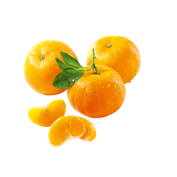 Spanien - San Lucar - Mandarinen