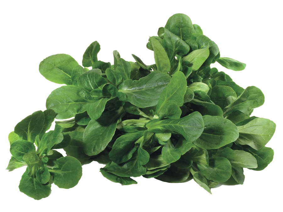 Bio-Salat