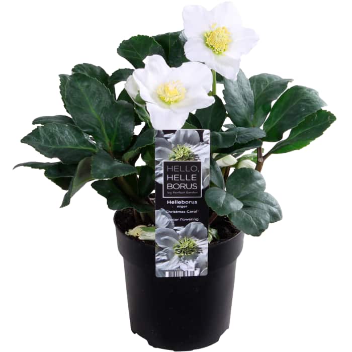 Helleborus Christrose