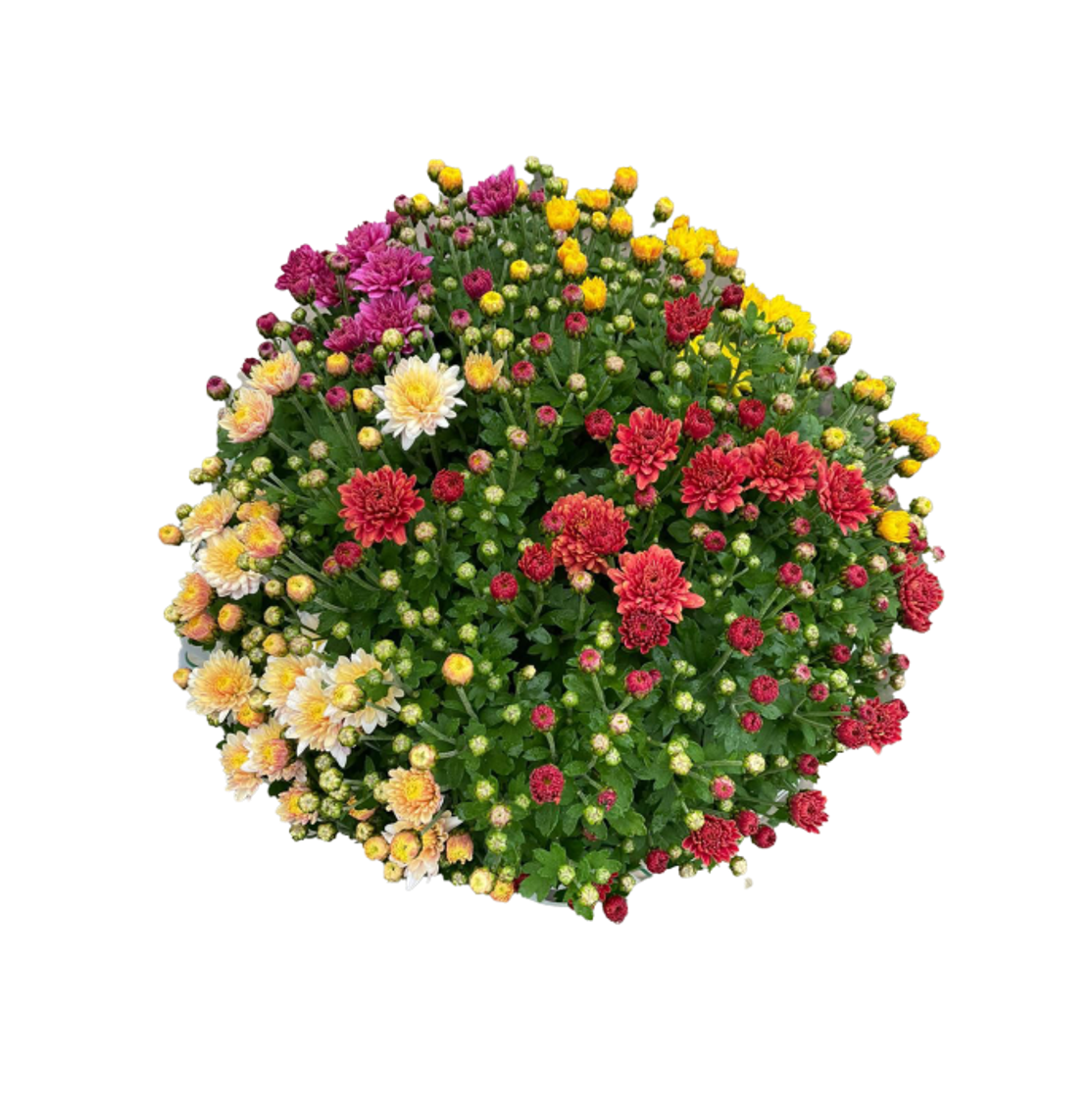 Chrysanthemenbusch 4- farbif im 19 cm Topf oder Moosrosen