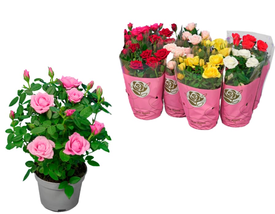 Topfrosen in verschiedenen Farben oder Gartenlavendel