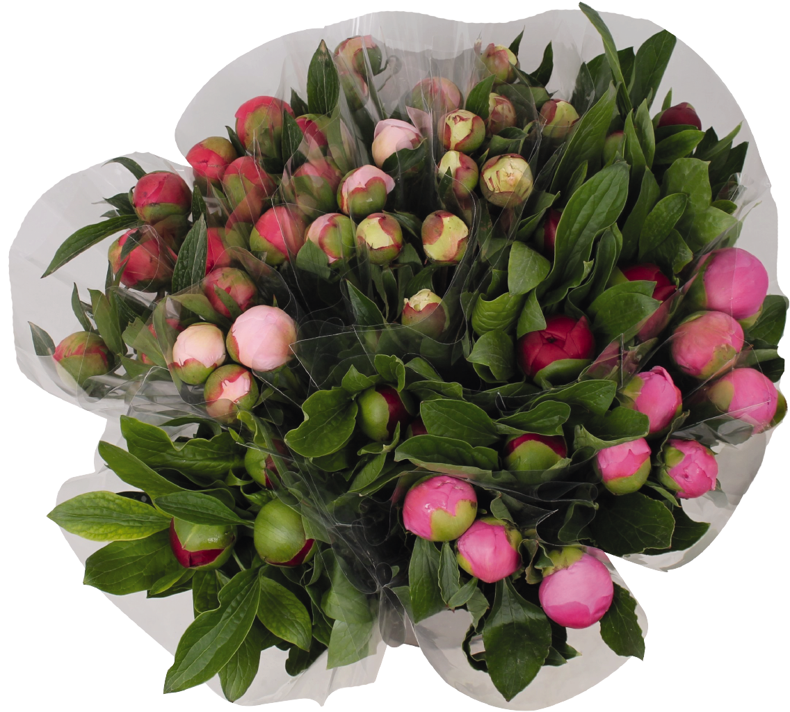 Pfingstrosen Premium oder Moosrosen