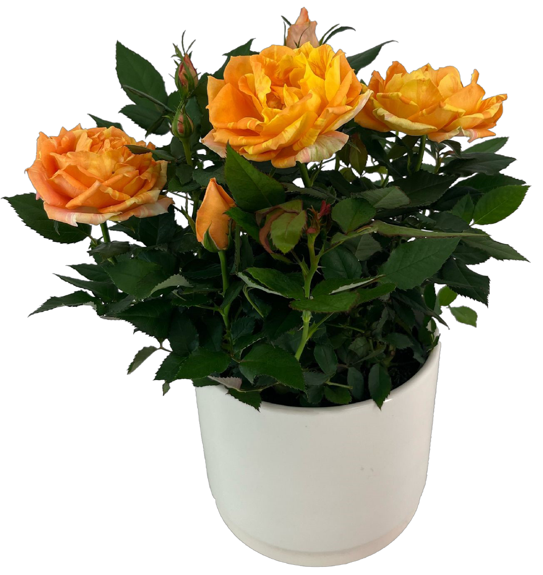 Topfrose, Keramiktopf oder Calla