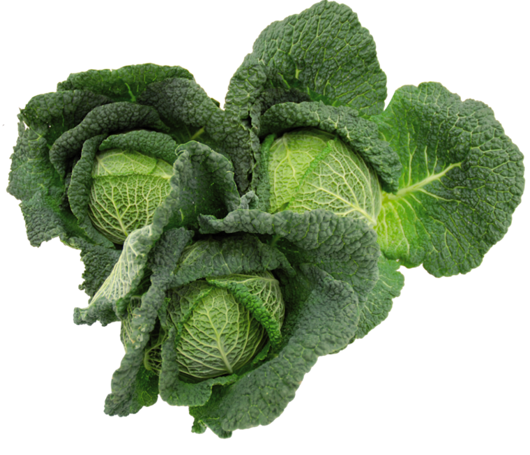 Unsere Heimat Wirsingkohl