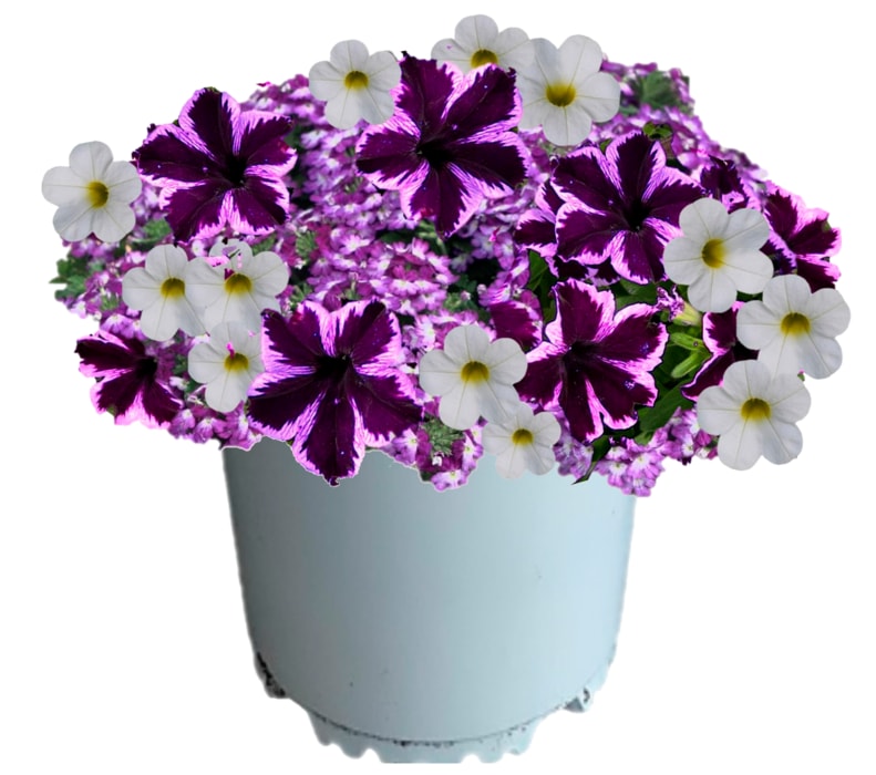Violet Velvet