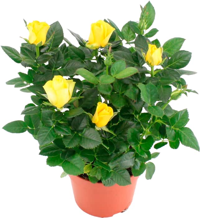 Topfrose „Dolc Amore“