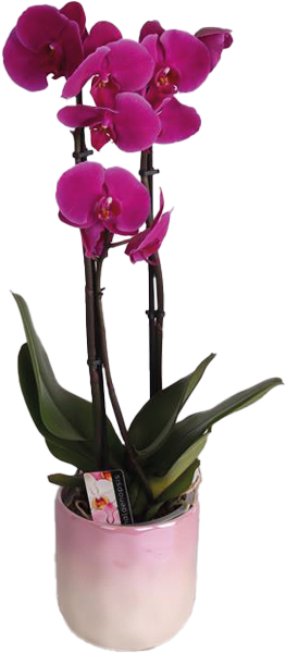 Orchidee Multiflora in Perlmuttkeramik