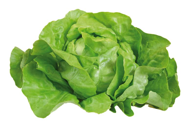 Kopfsalat grün