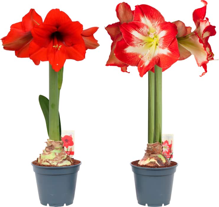 Amaryllis „Ritterstern“
