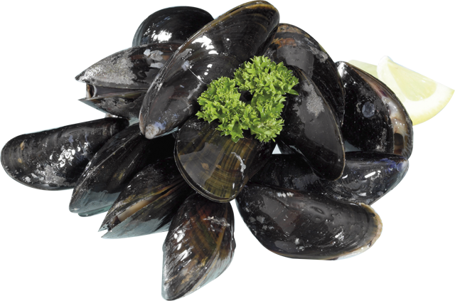 Frische Premium-Nordsee-Muscheln 