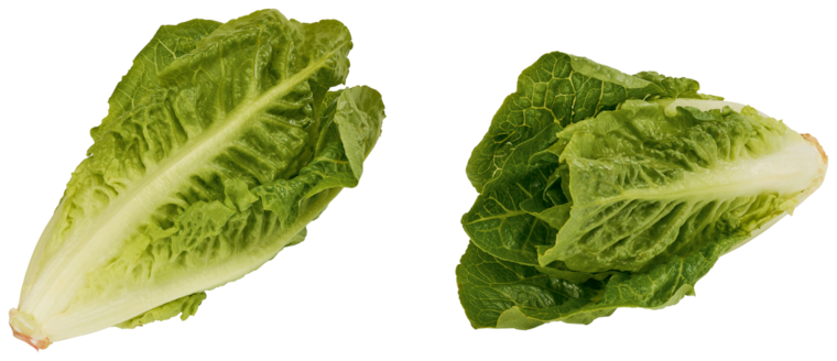 Bio Mini Romana Salatherzen