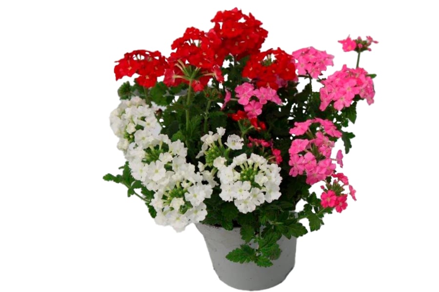 Verbenen Trio oder Calibrachoa Trio