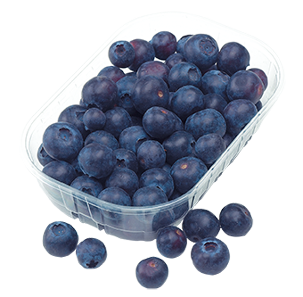 Marokka Kulturheidelbeeren