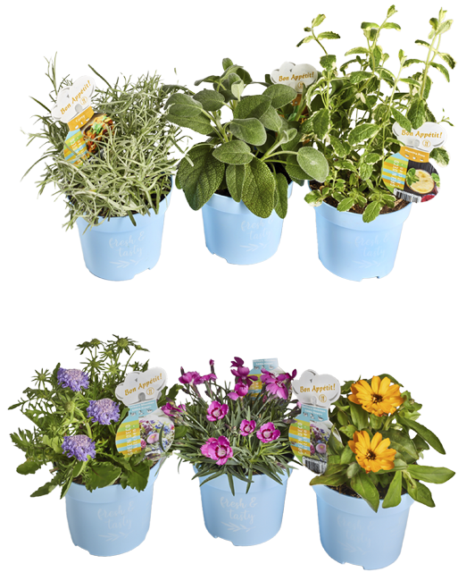¹Kräuter und essbare Blüten 