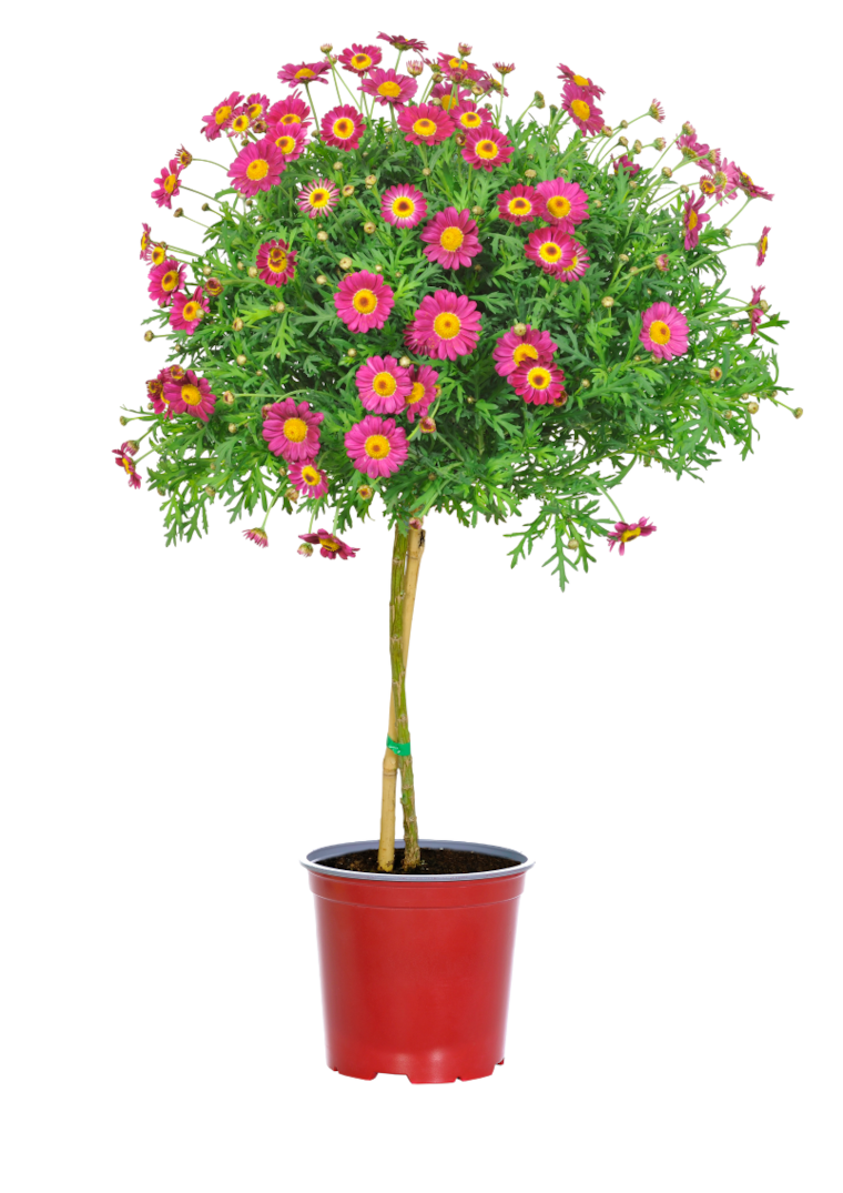 Margeritenstämmchen