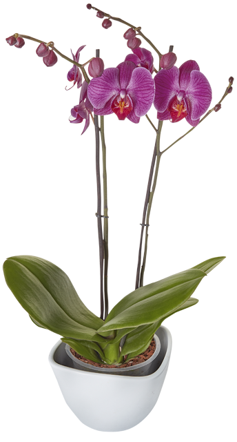 ¹Phalaenopsis Schmetterlingsorchidee