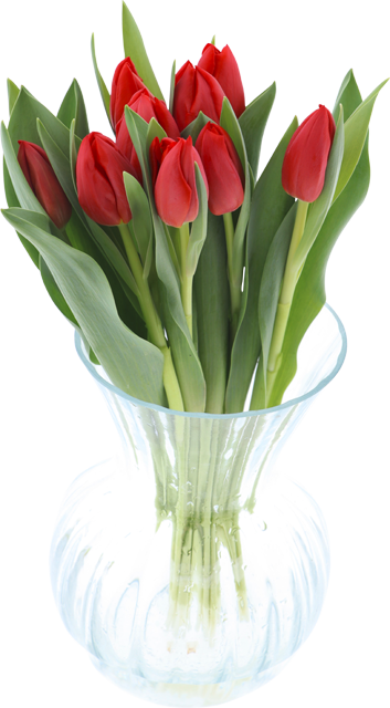 ¹EDEKA Herzstücke Tulpen 