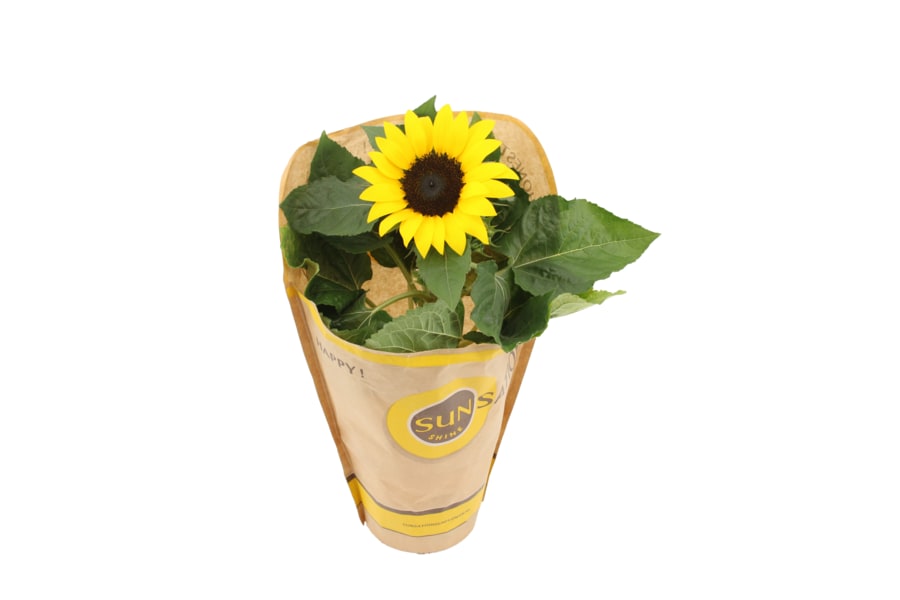 Sonnenblume „Sunsation"