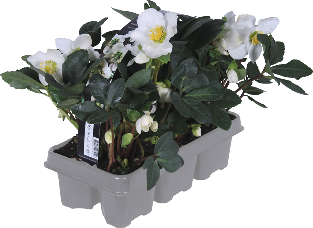 ²Christrosen 
