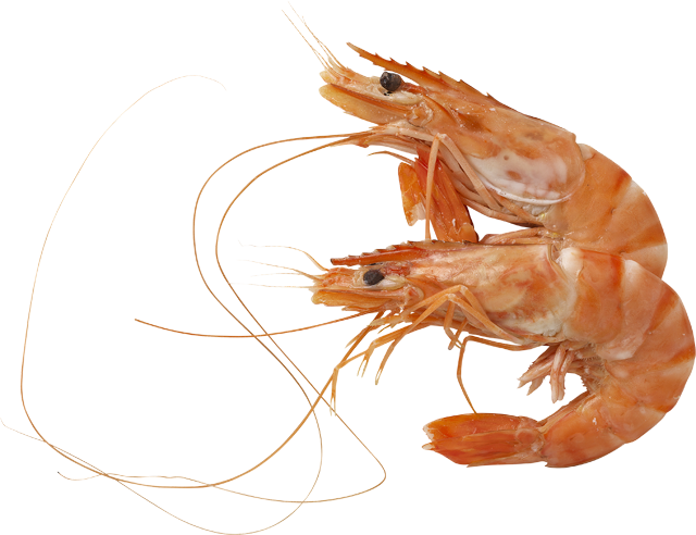 Crevetten Rose 30/50