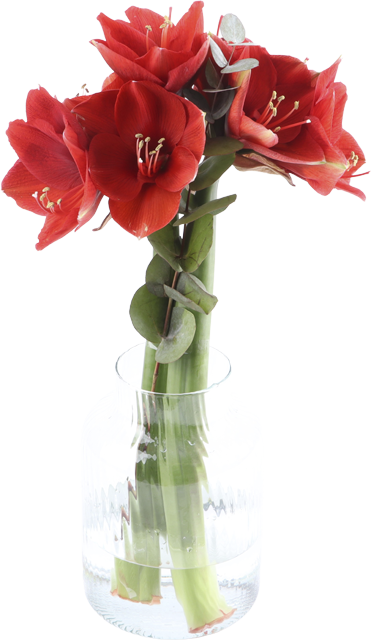 Ab Donnerstag: Amaryllisstrauß