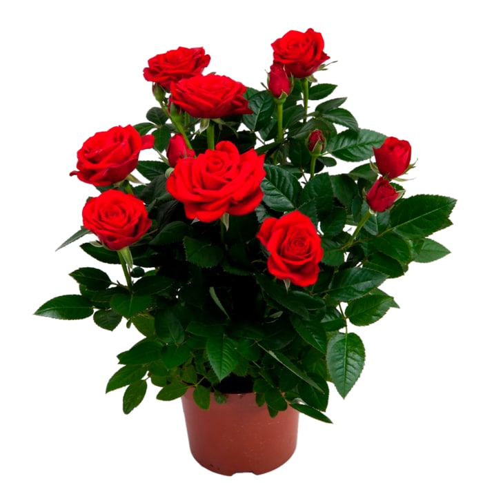 Topfrose