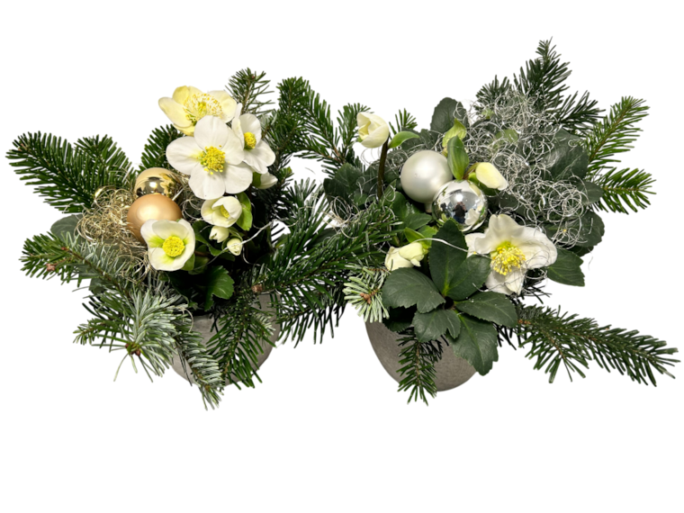 Christrose in Betontopf oder Schmetterlingsorchidee in Keramik