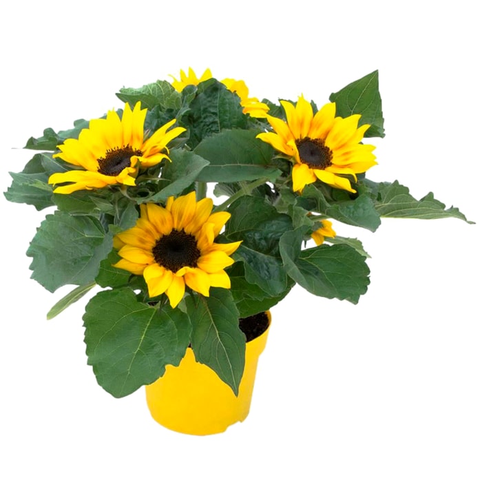 Sonnenblumen Busch