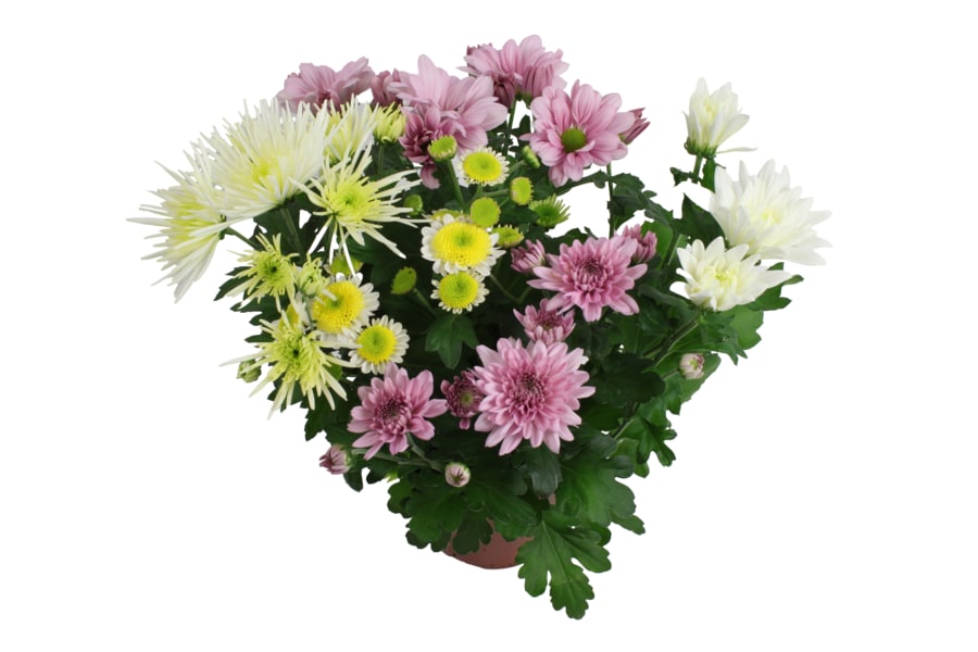 Chrysanthemen „Bouquet Mix“