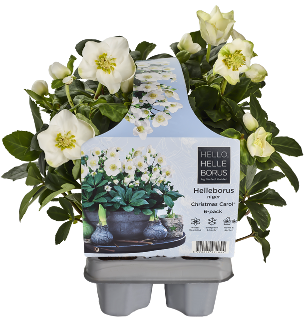 ¹Christrosen