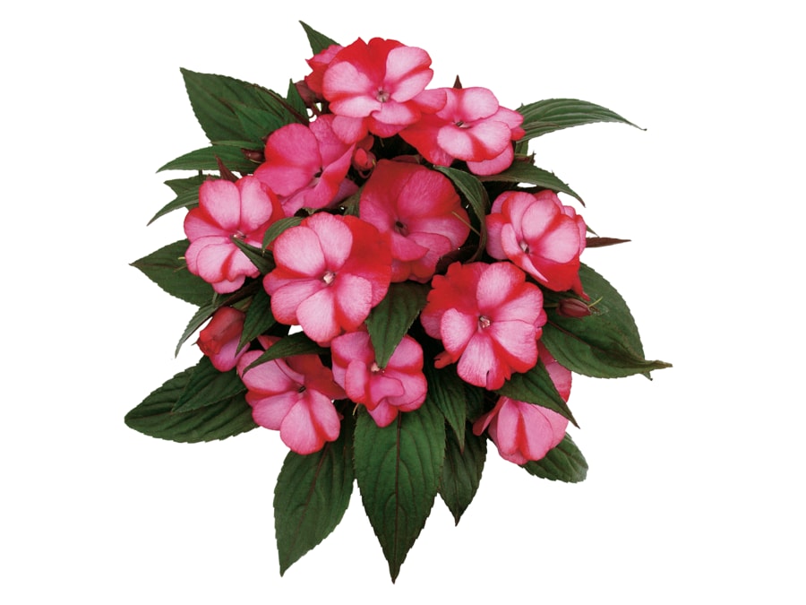Impatiens Neu Guinea
