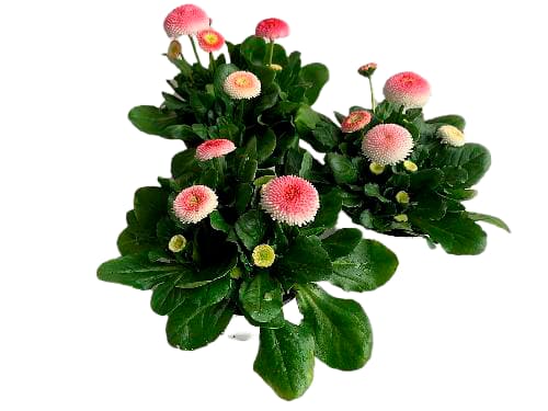 Hornveilchen oder Bellis „Erdbeersahne“