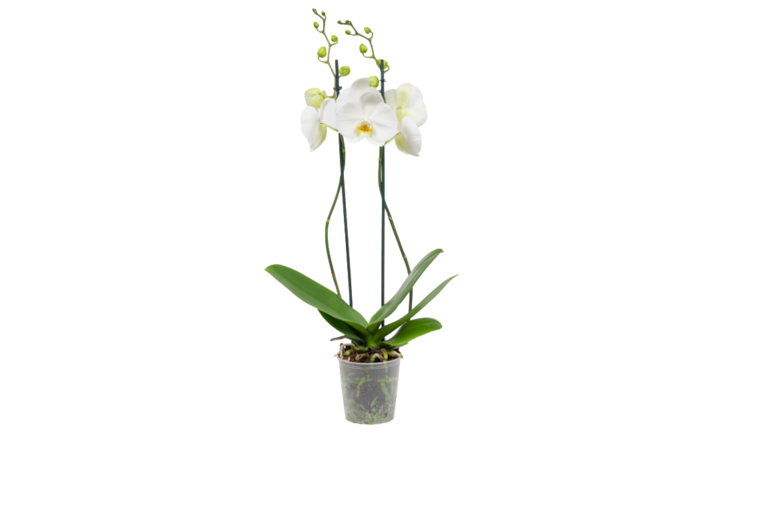 Schmetterlingsorchidee 2-Trieber oder 3er Amaryllis mit Grün