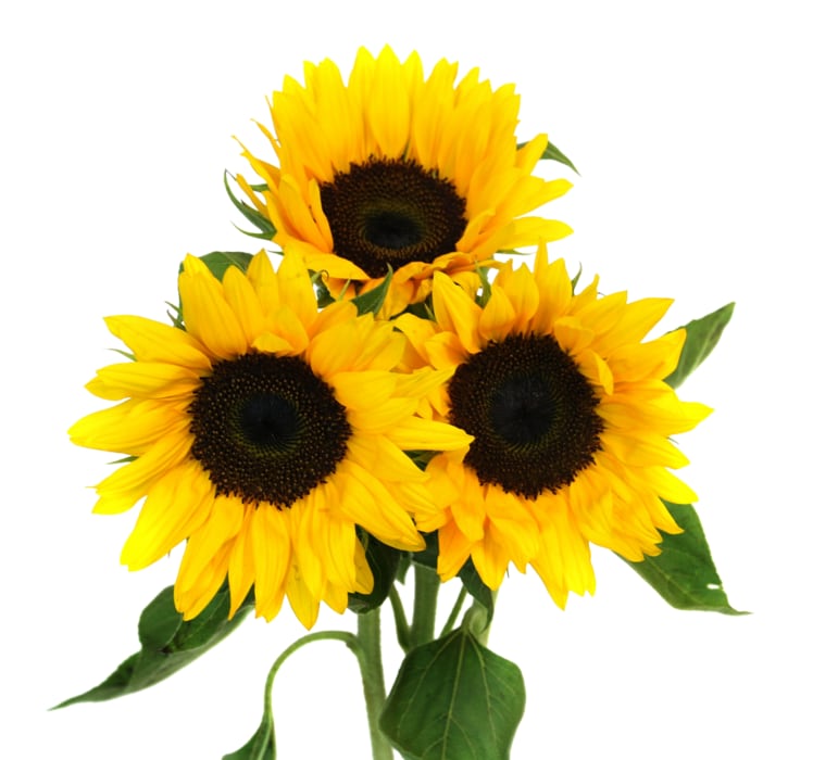 Sonnenblumen Strauß