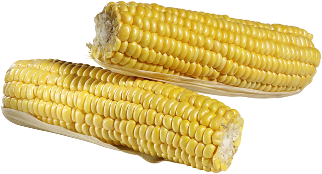 Zuckermais vorgegart 