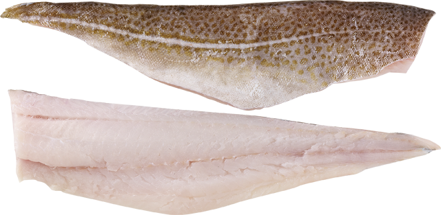 Frische Skrei-Filets 