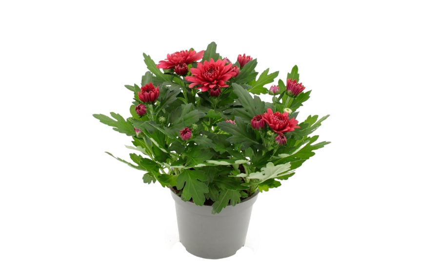 Chrysantheme