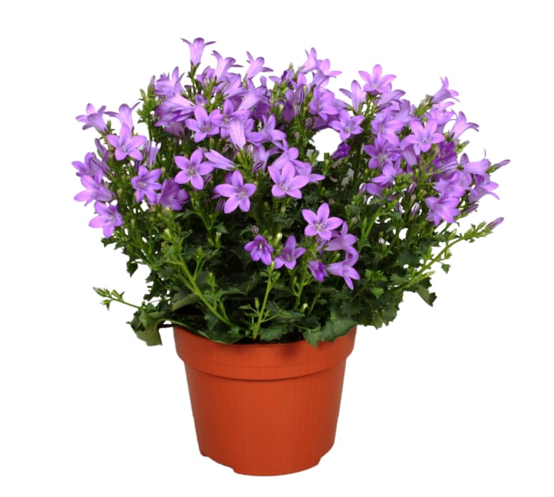 Glockenblume Campanula „Take Mee"