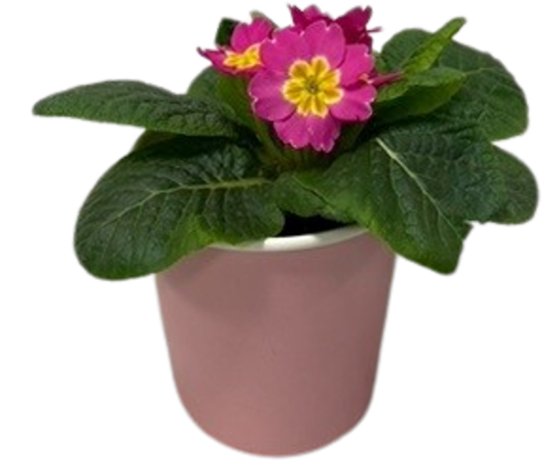 Primeln oder Kalanchoe