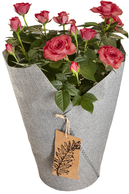 ¹Topfrose in Filztüte 