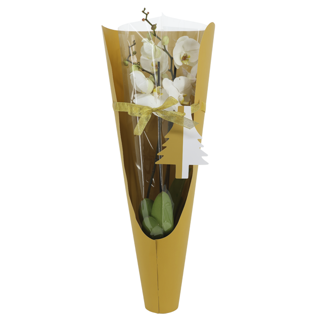 Ab Donnerstag erhältlich: ¹Schmetterlingsorchidee