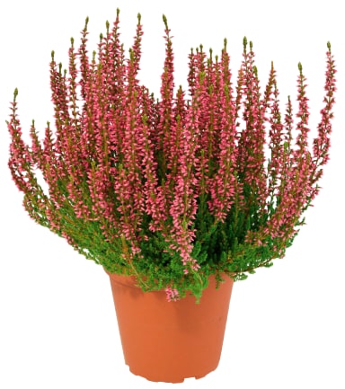 Calluna „Beauty Ladies Six“