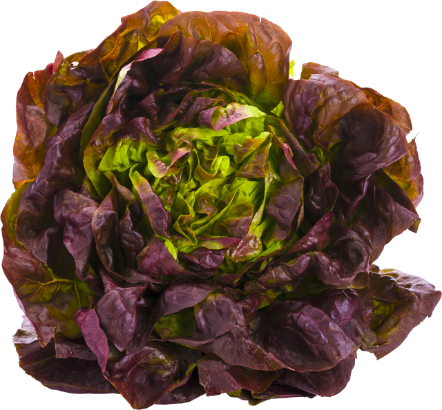 Kopfsalat rot 