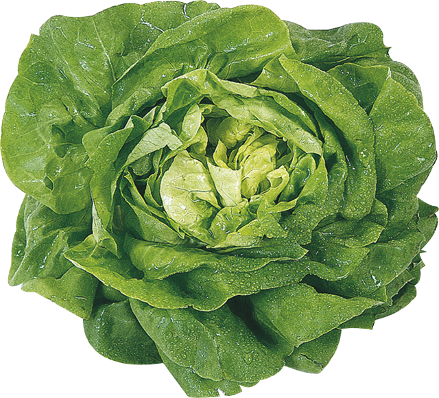 Unsere Heimat – echt & gut Kopfsalat