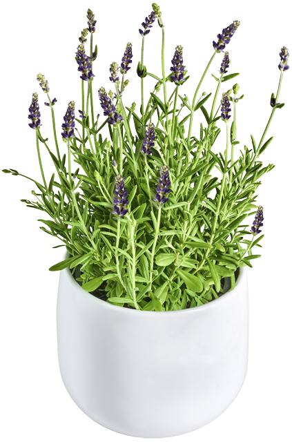 Gartenlavendel Angustifolia
