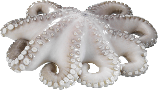 Pulpo Blume